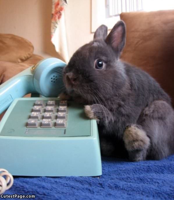 Ordering Carrots