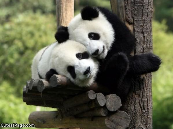 Panda Hug