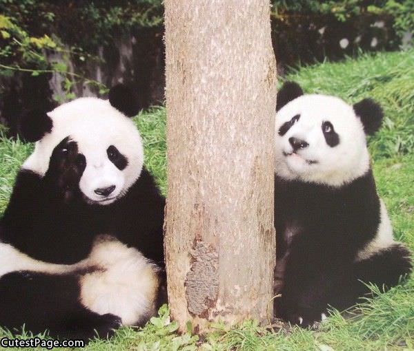 Pandas Being All Cute