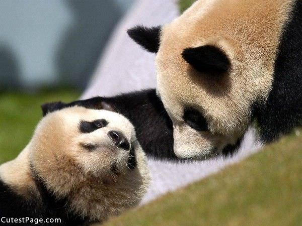 Pandas Being Cute