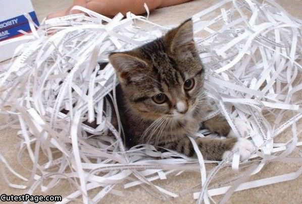 Paper Shred Cat