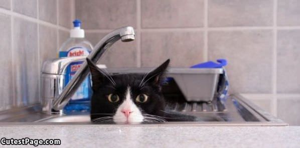 Peaking Out Of The Sink