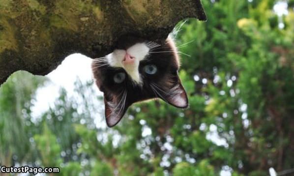 Peekaboo Cat