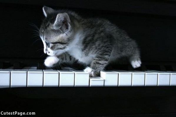 Piano Kitten