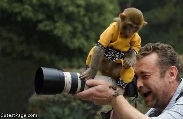 Picture Cute Monkey