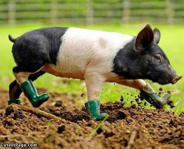 Piggy Boots