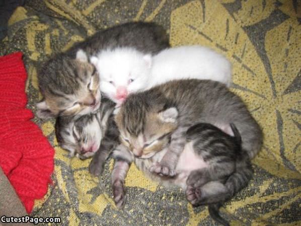 Pile Of Cute Kittens