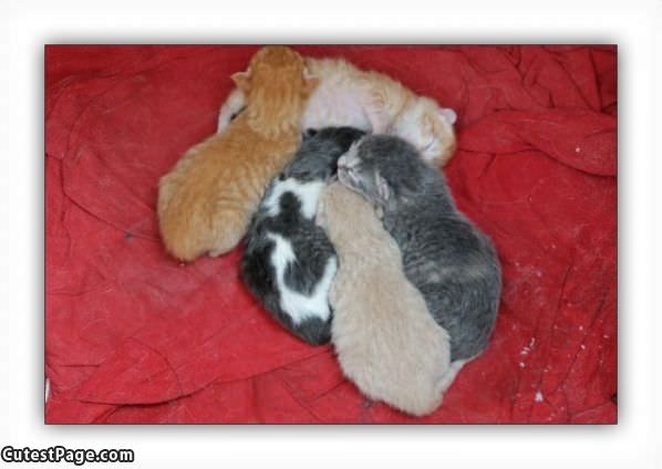 Pile Of Sleeping Kittens