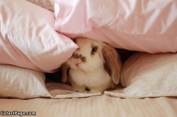 Pillow Bunny