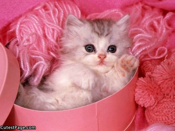 Pinky Cute Kitten