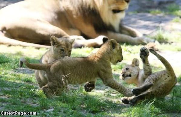 Playful Cubs