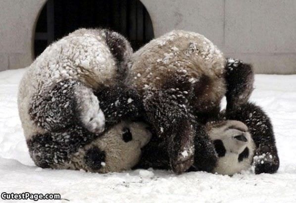 Playing Cute Bears