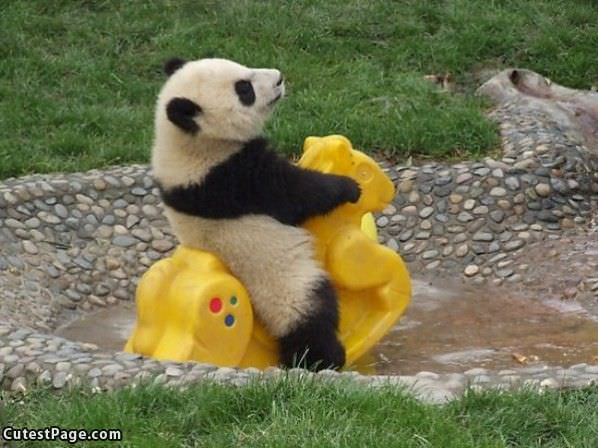Playing Cute Panda
