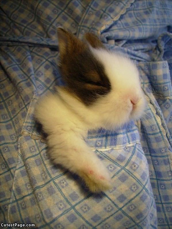 Pocket Cute Bunny