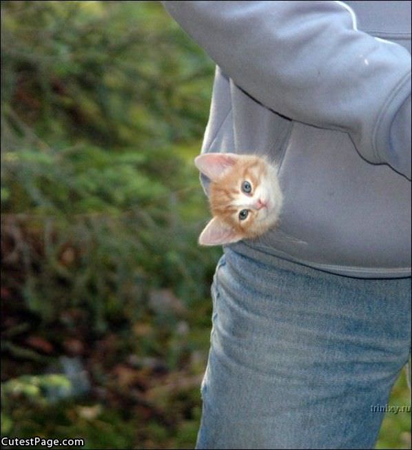 Pocket Cute Kitten
