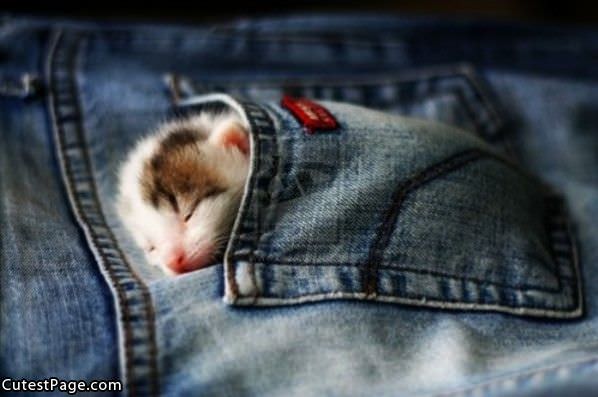 Pocket Of Cute Kitten