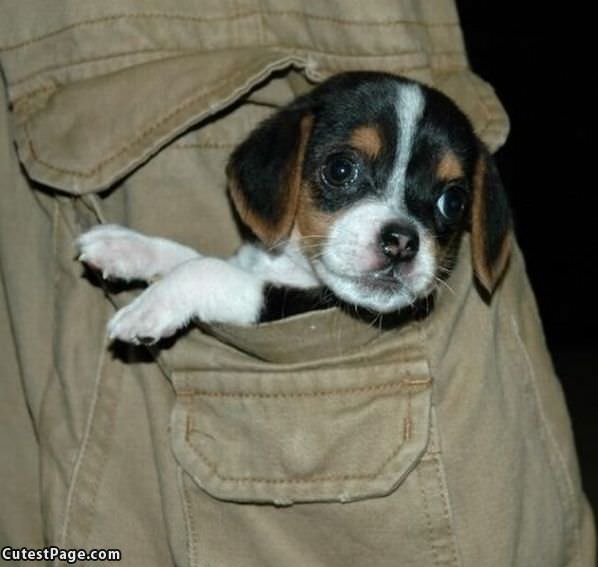 Pocket Pup