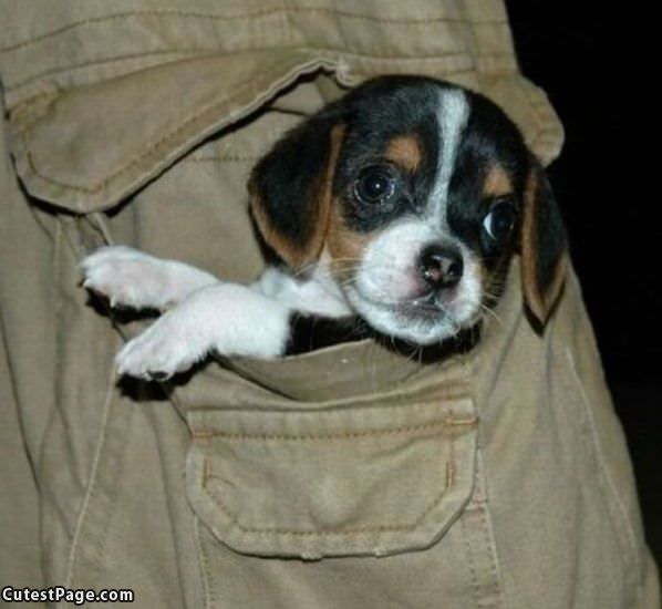 Pocket Puppy