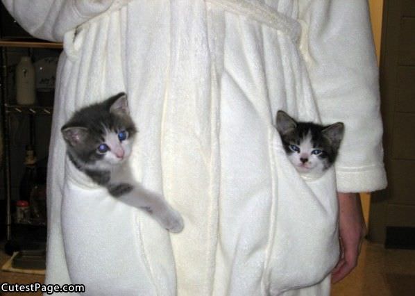 Pockets Of Cute Kittens
