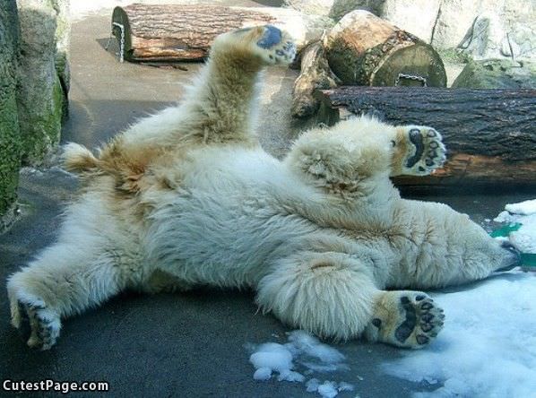 Polar Cute Bear Chillin