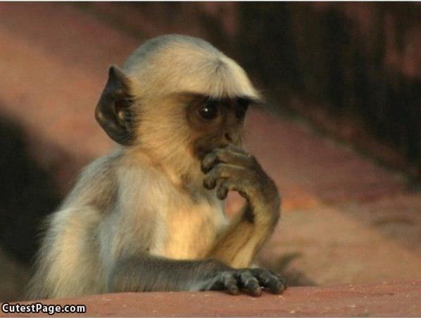 Pondering Cute Monkey