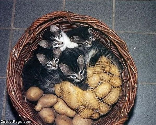 Potato Kittens