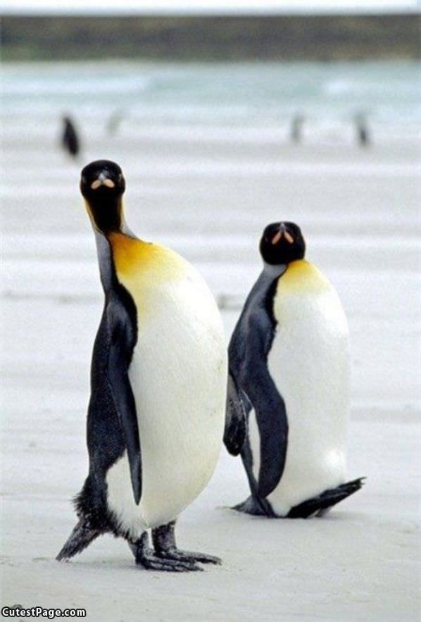 Proud Penguins