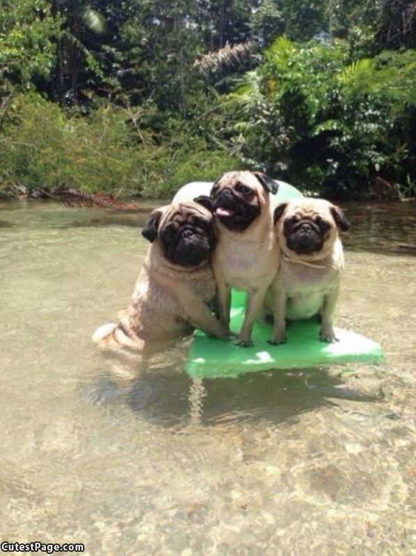 Pug Raft