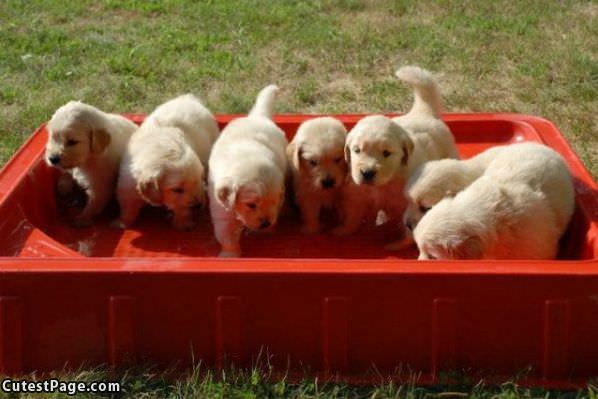 Puppies Cooling Off