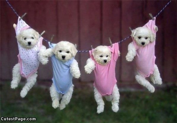 Puppies Drying