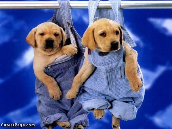 Puppies In Overalls