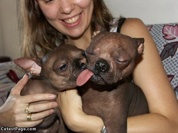 Puppies Kissing