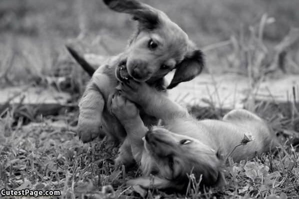 Puppies Playing