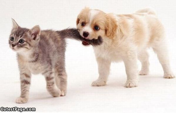 Puppy And Kitten