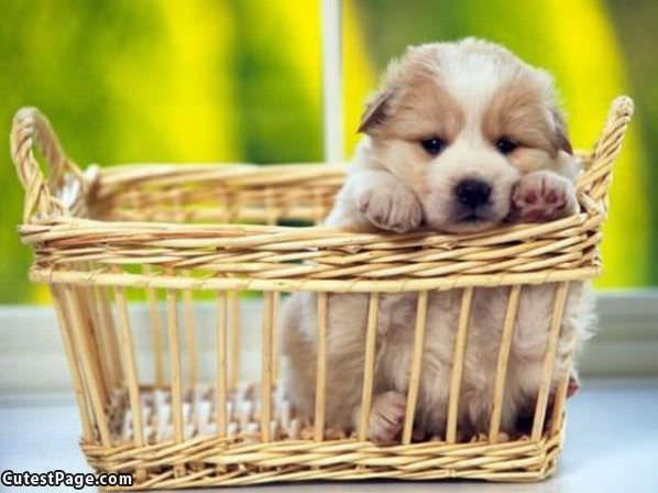 Puppy Basket