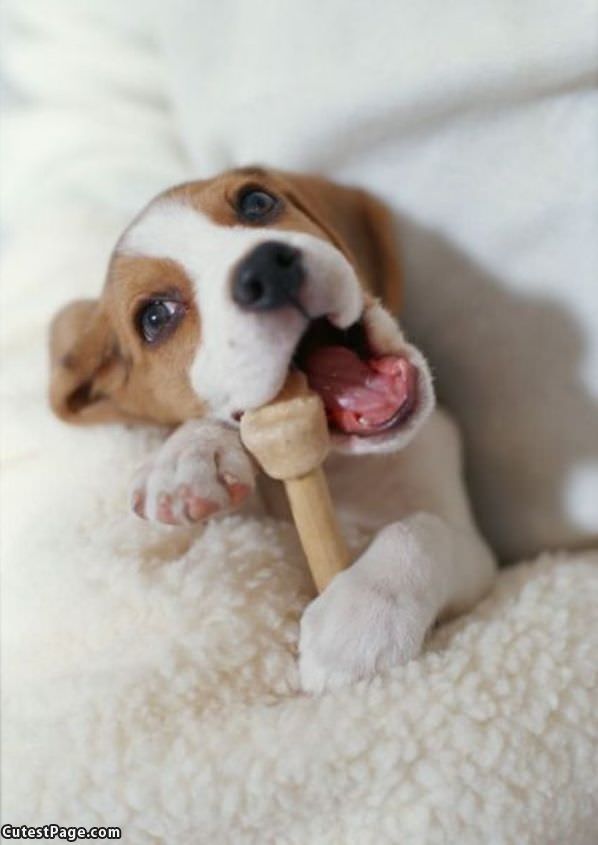 Puppy Eating A Bone