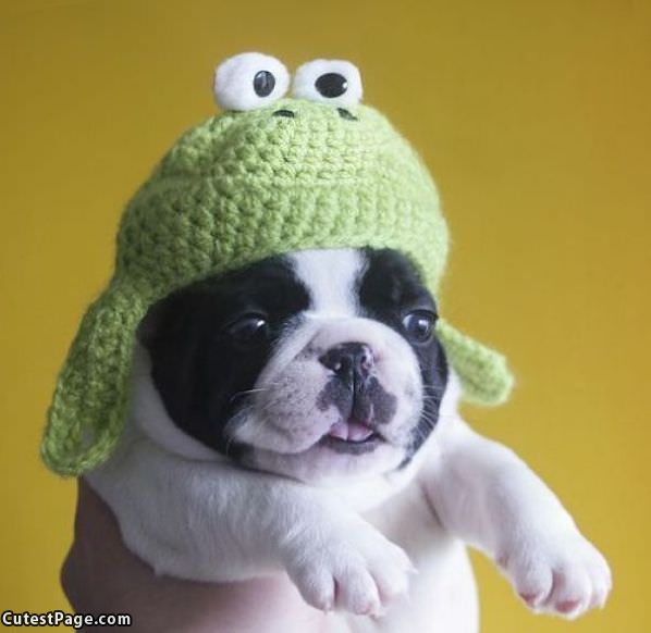 Puppy In A Warm Hat
