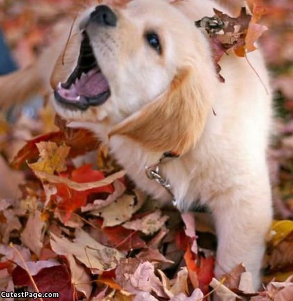 Puppy In The Fall