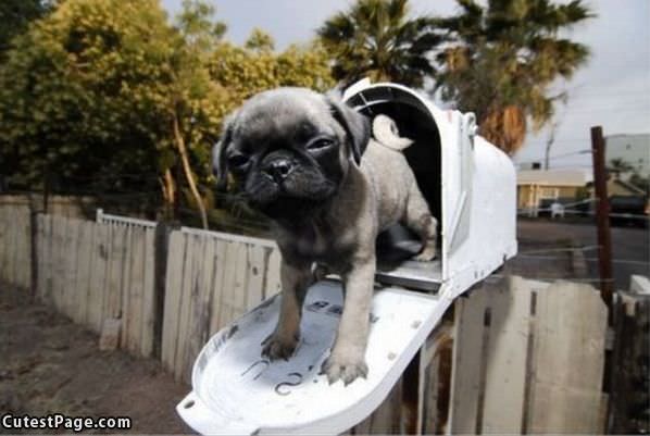 Puppy In The Mail