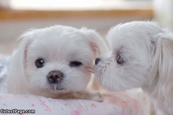 Puppy Whisper