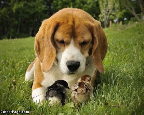 Puppy With Chicks