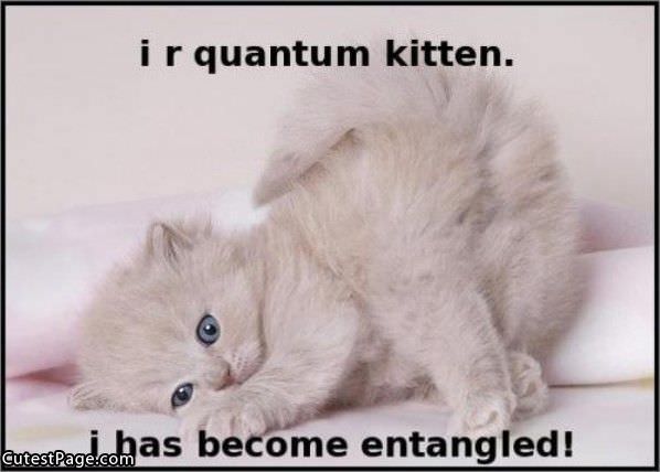 Quantum Cute Kitten