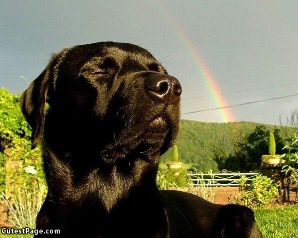 Rainbow Cute Dog