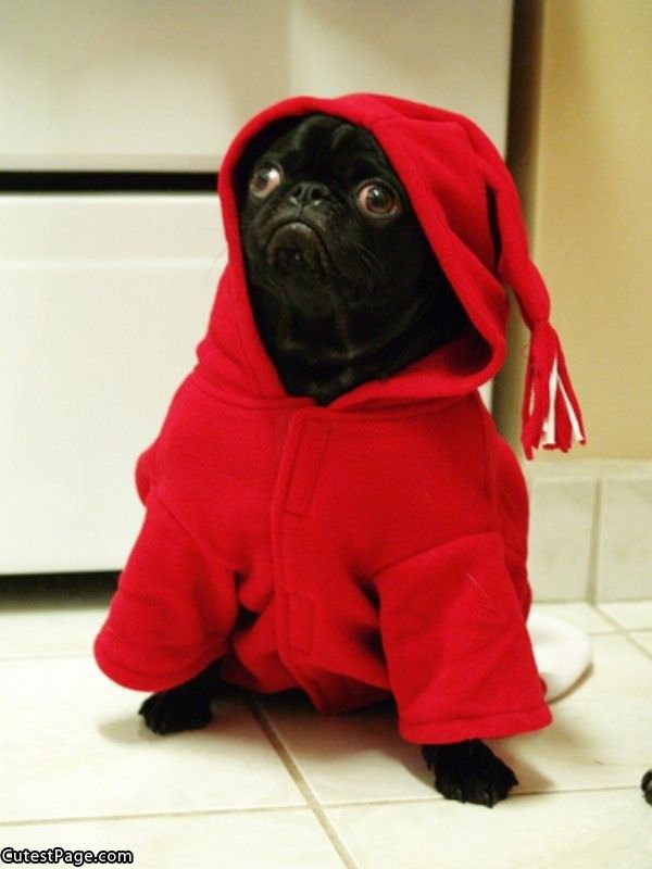 Red Hoody Cute Pug