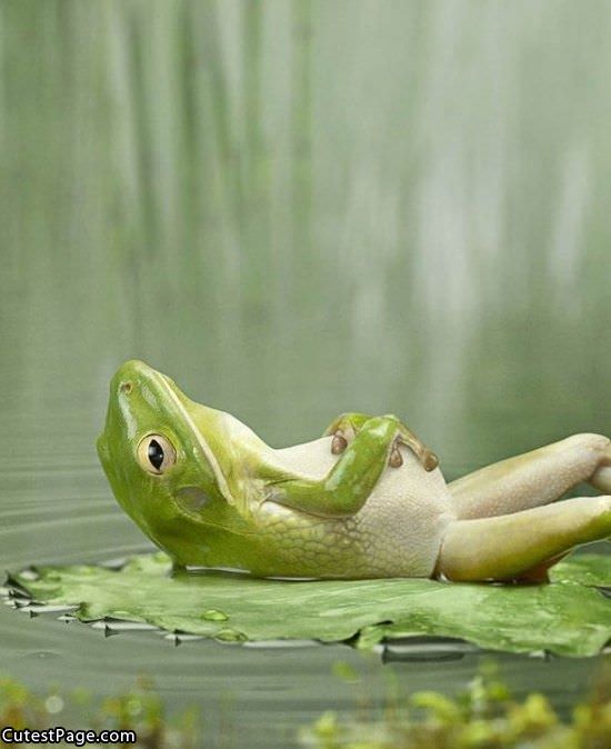 Relaxed Frog
