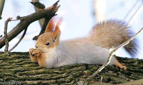 Relaxed Squirrel