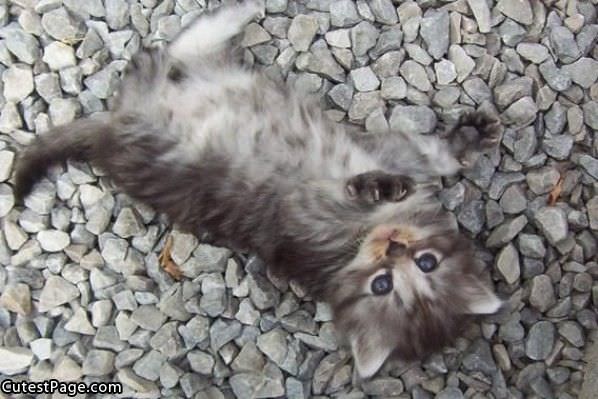 Rocks Cute Kitten