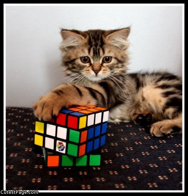Rubiks Cat