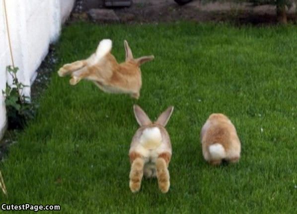 Running Bunnies
