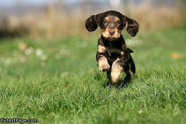 Running Cute Puppy